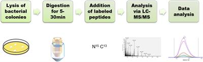 Parallel Reaction Monitoring Mass Spectrometry for Rapid and Accurate Identification of β-Lactamases Produced by Enterobacteriaceae